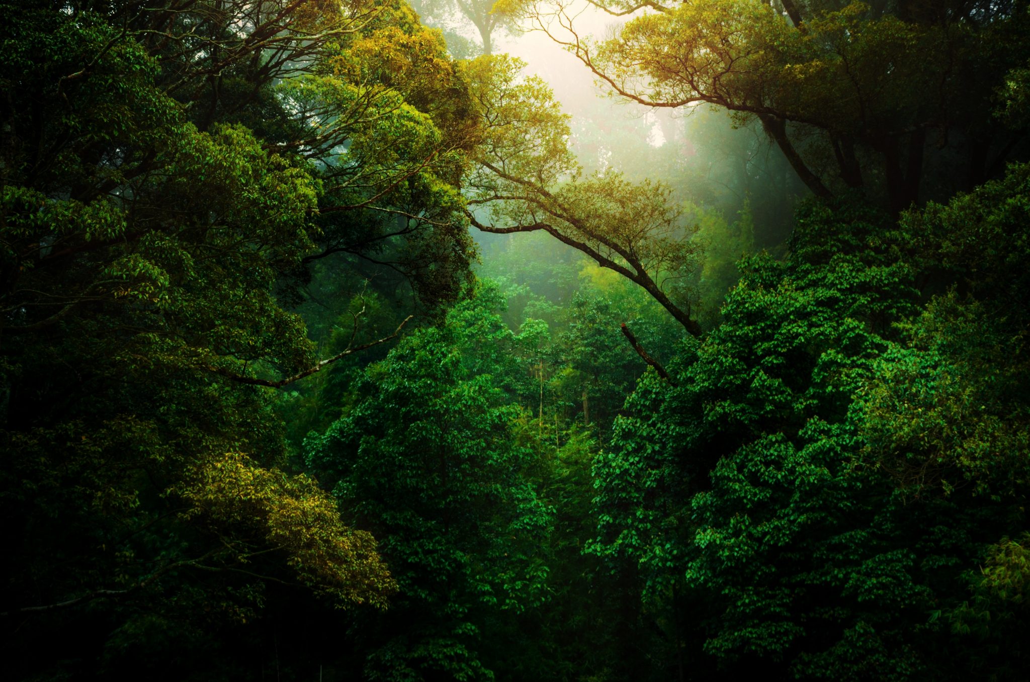 The Forbidden Forests of Meghalaya