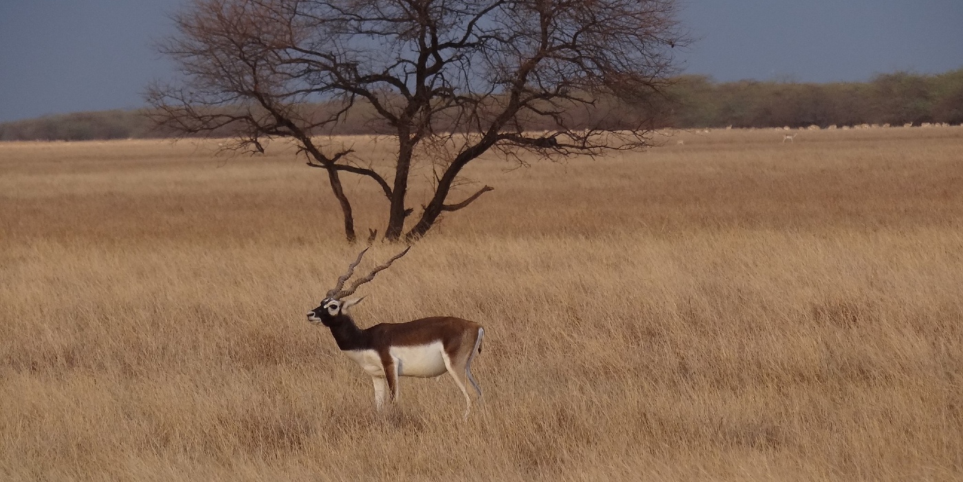 RT Local: Hear from a tourist guide at Blackbuck National Park in Velavadar, Gujarat